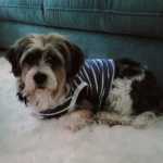 referenz-senior-fit-online-kurs-doggy-fitness