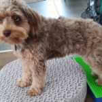 Erfahrungsberichte,Kundenstimmen,Hundephysiotherapie,Online-Kurse,Hundefitness,Seniorhunde,Arthrose,Rückenprobleme,Knieprobleme,Hüftprobleme,Hundegesundheit,Martina Flocken