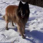 Erfahrungsberichte,Kundenstimmen,Hundephysiotherapie,Online-Kurse,Hundefitness,Seniorhunde,Arthrose,Rückenprobleme,Knieprobleme,Hüftprobleme,Hundegesundheit,Martina Flocken