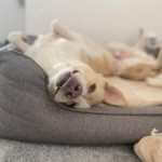 Erfahrungsberichte,Kundenstimmen,Hundephysiotherapie,Online-Kurse,Hundefitness,Seniorhunde,Arthrose,Rückenprobleme,Knieprobleme,Hüftprobleme,Hundegesundheit,Martina Flocken