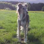 Erfahrungsberichte,Kundenstimmen,Hundephysiotherapie,Online-Kurse,Hundefitness,Seniorhunde,Arthrose,Rückenprobleme,Knieprobleme,Hüftprobleme,Hundegesundheit,Martina Flocken