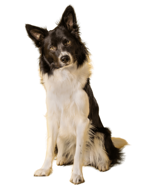 hundefitness-gratis-kurs-happyfit