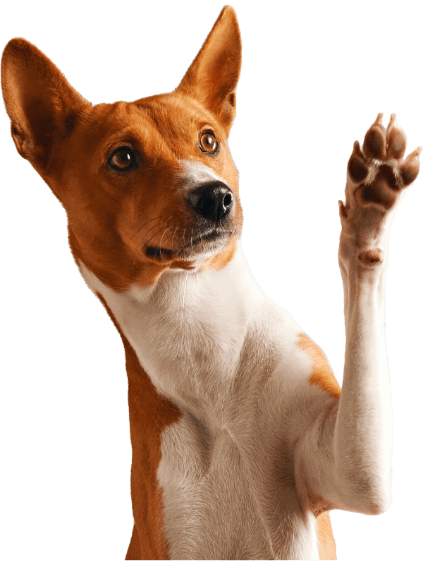 HüftFIT,Hilfe Hüftprobleme