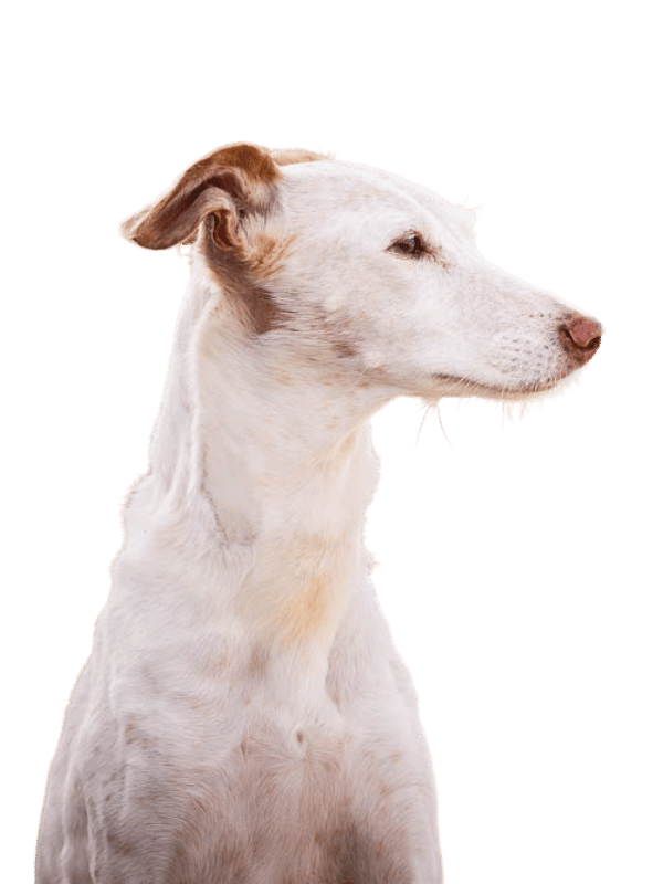 SeniorFIT,Seniorengerechtes Hundefitness,Senior Hund