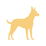 KomplettFIT,Online Kurs,Hundegesundheit