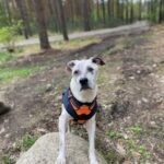 Doggy Fitness,Hundephysiotherapie,Hundefitnesstraining,Online-Kurse,Hundegesundheit,Hundephysiotherapeutin,Hundemassage,Gelenkerkrankungen,Seniorhunde,Hundefitness App,Martina Flocken,Phytotherapie,Mykotherapie,Bewegungsapparat,Hundetraining