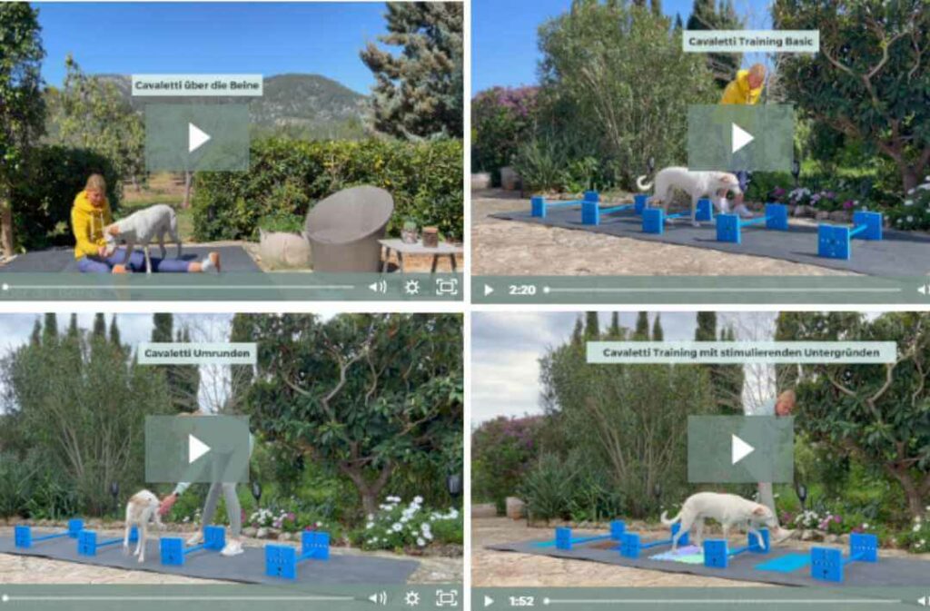 CavalettiFIT,Online Kurs,Online Kurse f&uuml;r Hunde,Ganzk&ouml;rpertraining