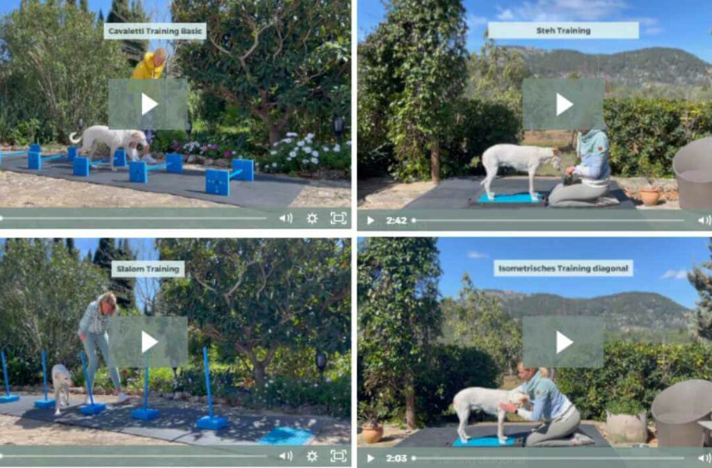 KomplettFIT,Online Kurs,Hundegesundheit