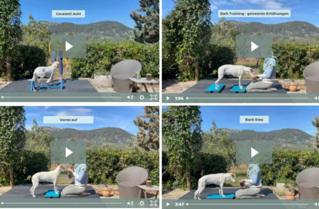 videoanleitungen-balance-fit-hundefitness-kurs