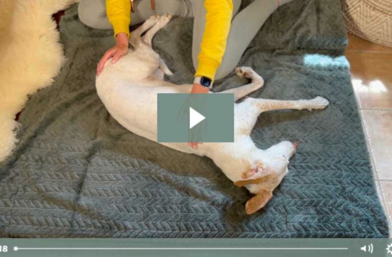 entspannt-und-glücklich-massagekurs-screenshot-video