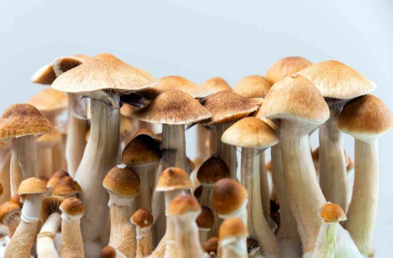 Heilpilze-für-hunde