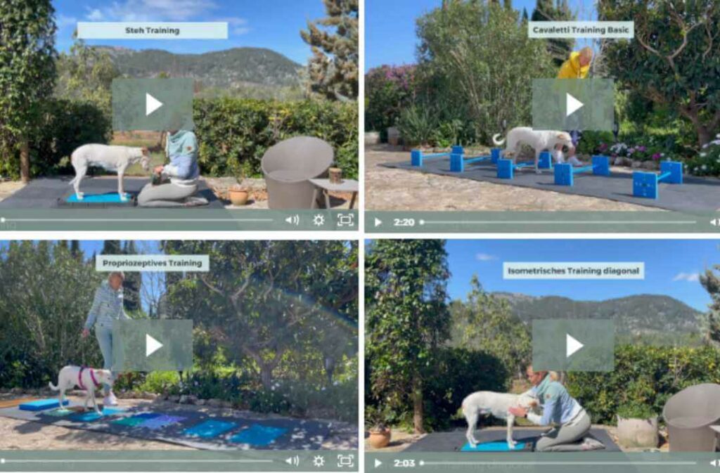 videoanleitungen-seniot-fit-hundefitness