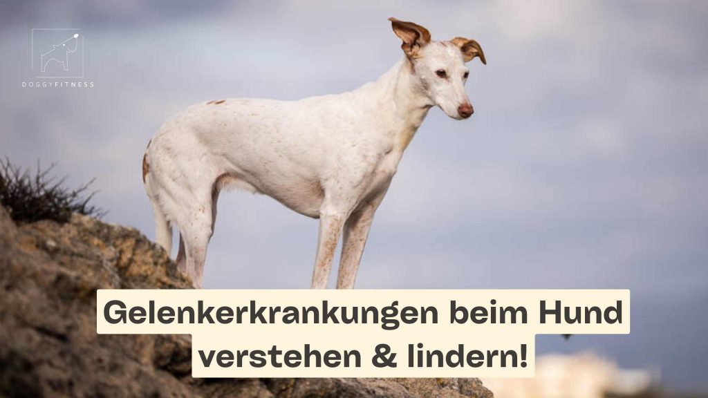 gelenkerkrankungen beim hund verstehen & lindern!
