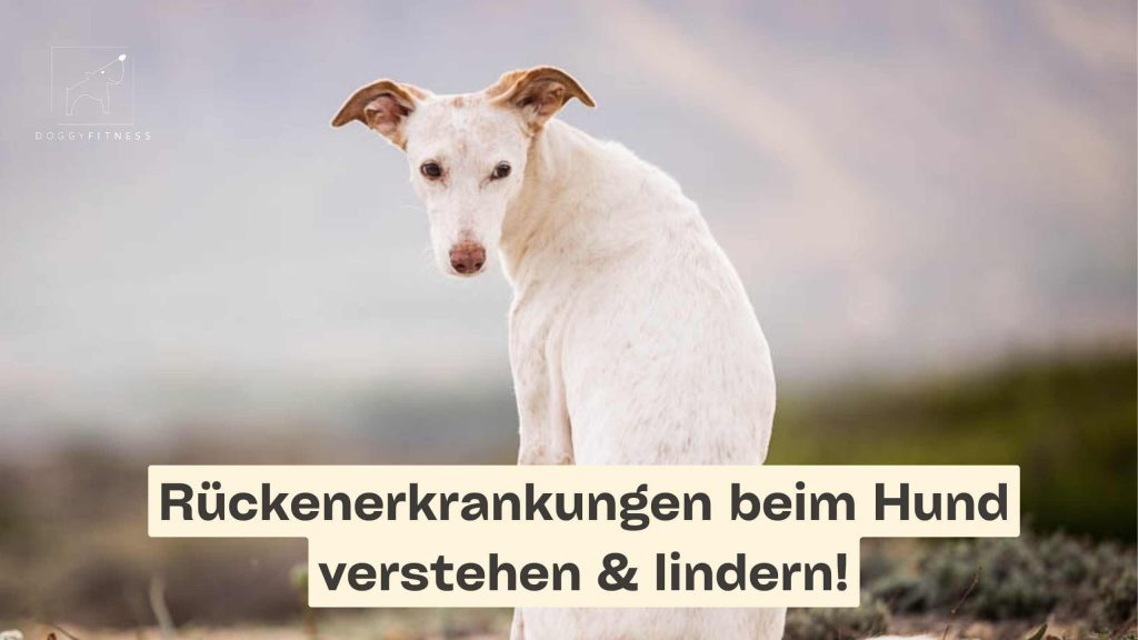 rückenerkrankungen beim hund verstehen & lindern! (1)