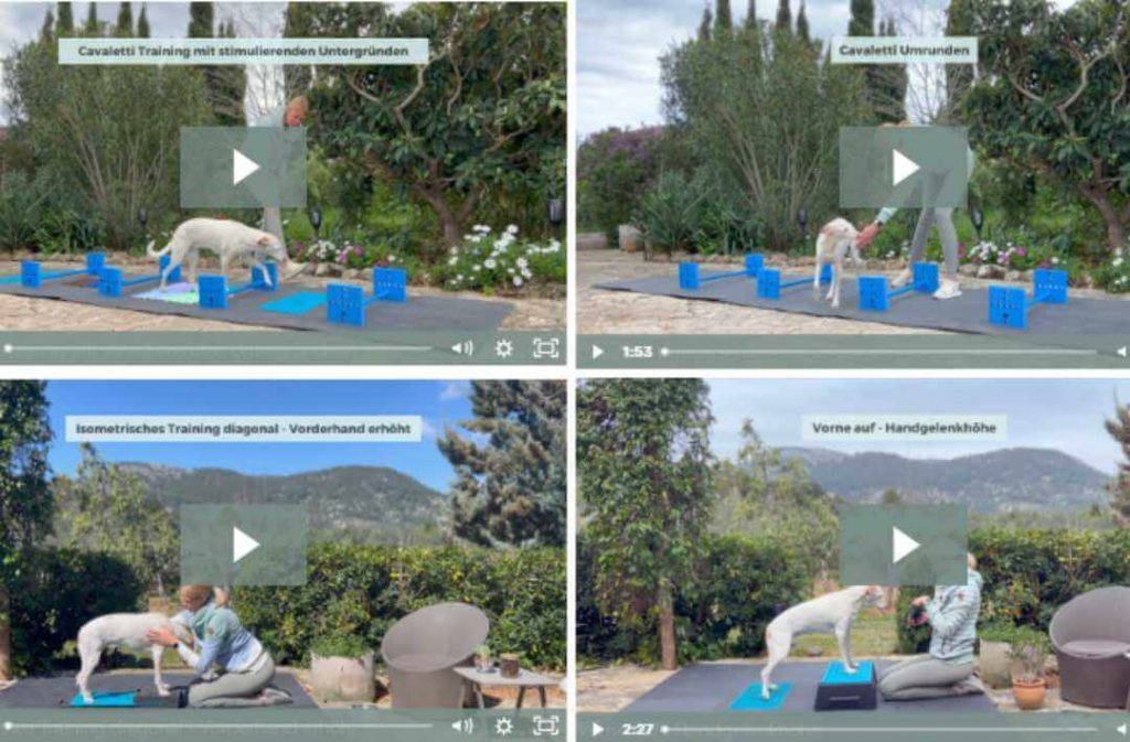 r&uuml;ckenfit videos (1)