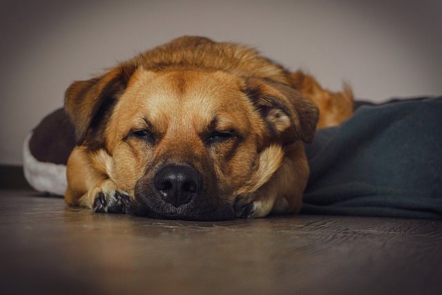 Schmerzen beim Hund erkennen und lindern: Ein Leitfaden für dich