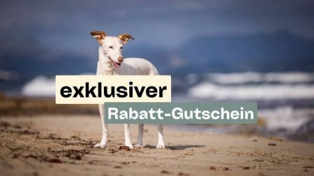 rabtt-gutschein-doggy-fitness-kurs