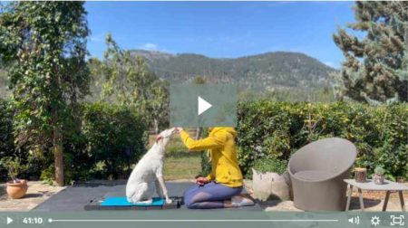 webinar-basiswissen-hundefitnesstraining