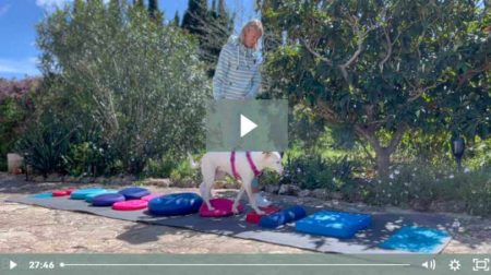 webinar-equipment-hundefitnesstraining