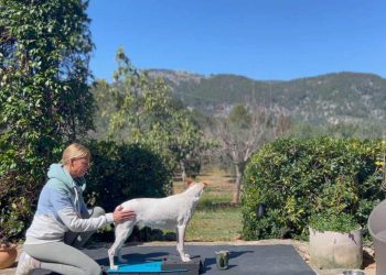 isometrisches-training-hund-doggyfitness