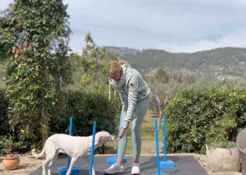 slalom-training-hund-basic-fit