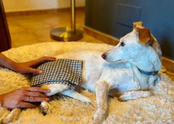 wickel-und-wärmetherapie-hund