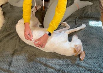 massagegriff-massagekurs-für-hunde