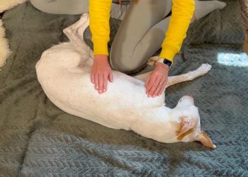 massagegriff-massagekurs-für-hunde